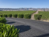 Mountain View Vineyards with Lush Green Fields