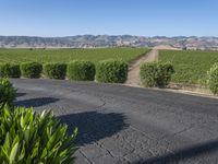 Mountain View Vineyards in Lush Green Fields