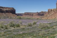 mountains in a desert like landscape with purple flowers and grass and rocks, against a blue sky