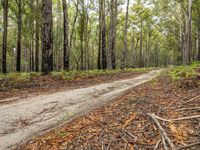 a muddy road and dirt trail through a forest filled with trees and ferns and leaves