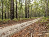 a muddy road and dirt trail through a forest filled with trees and ferns and leaves