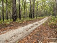 a muddy road and dirt trail through a forest filled with trees and ferns and leaves