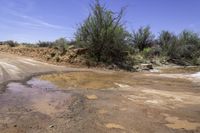 a muddy road with two trucks driving down it next to some bushes and water puddles