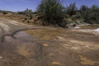 a muddy road with two trucks driving down it next to some bushes and water puddles