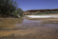 a muddy stream with some bushes on the side and rocks in the background and a rock wall