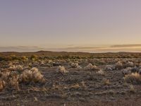 a lone horse is standing in the middle of the desert at sunset, with water and mountains behind it