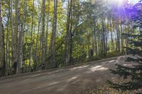 A Narrow Gravel Road Through a Deciduous Forest