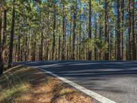 a narrow, empty road with trees on both sides of the road and in the background is a blue sky