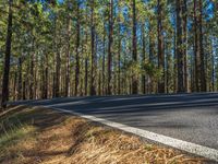 a narrow, empty road with trees on both sides of the road and in the background is a blue sky