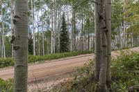 Exploring the Natural Environment of Colorado: A Landscape With Trees