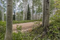 Exploring the Natural Environment of Colorado: A Landscape With Trees