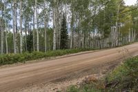 Exploring the Natural Environment of Colorado: A Landscape With Trees