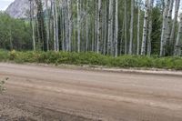 Exploring the Natural Environment of Colorado: A Landscape With Trees