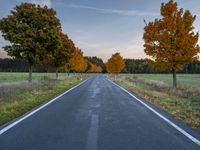 a road with trees lining both sides on both sides, and yellow leaves all over the country