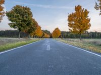 a road with trees lining both sides on both sides, and yellow leaves all over the country