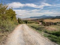 Nature Garden with Rugged Landscape and Cypress Trees