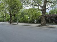 Nature and Infrastructure: Road in Berlin