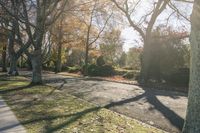 Nature Landscape: Forest Road Under the Sunshine