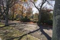 Nature Landscape: Forest Road Under the Sunshine