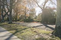 Nature Landscape: Forest Road Under the Sunshine