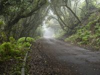 a tree lined road between two green trees in the fog at dawn or twilight, with lots of leaves on it