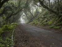 a tree lined road between two green trees in the fog at dawn or twilight, with lots of leaves on it