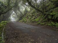 a tree lined road between two green trees in the fog at dawn or twilight, with lots of leaves on it