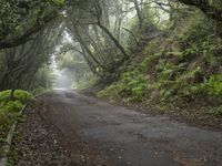 a tree lined road between two green trees in the fog at dawn or twilight, with lots of leaves on it