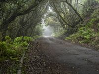 a tree lined road between two green trees in the fog at dawn or twilight, with lots of leaves on it