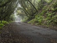 a tree lined road between two green trees in the fog at dawn or twilight, with lots of leaves on it