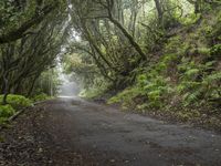 a tree lined road between two green trees in the fog at dawn or twilight, with lots of leaves on it