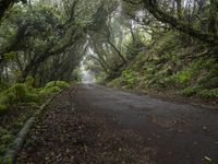 a tree lined road between two green trees in the fog at dawn or twilight, with lots of leaves on it