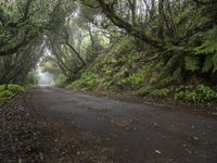 a tree lined road between two green trees in the fog at dawn or twilight, with lots of leaves on it