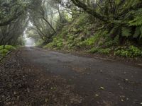 a tree lined road between two green trees in the fog at dawn or twilight, with lots of leaves on it