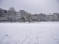 Nature Landscape with Tree Branch