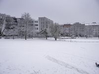 Nature Landscape with Tree Branch