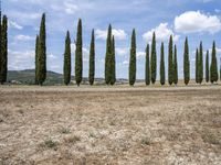 Nature Landscape Tuscany with Evergreen Trees - 001