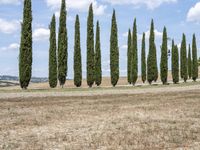 Nature Landscape in Tuscany with Evergreen Trees