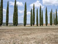 Nature Landscape in Tuscany with Evergreen Trees