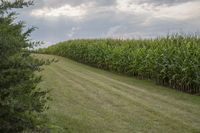 a long dirt road is surrounded by green plants and bushes of corn on the far side of it