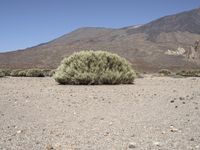 a mountain with mountains in the distance and bushes on the right side of it with small shrubs around it