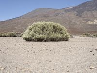 a mountain with mountains in the distance and bushes on the right side of it with small shrubs around it