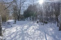 Nature Off Road: Snow-Covered Trails and Trees