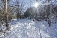 Nature Off Road: Snow-Covered Trails and Trees