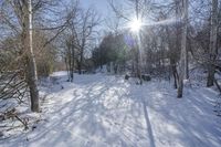 Nature Off Road: Snow-Covered Trails and Trees