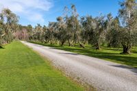 Nature Park in New Zealand: Lush Landscape