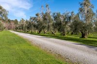 Nature Park in New Zealand: Lush Landscape