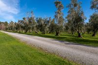 Nature Park in New Zealand: Lush Landscape