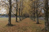 Nature Park: A Wooded Trail for Outdoor Recreation