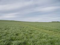 a big field with many tall grass growing on it's side, and there is a horse running in the distance